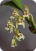 Coelogyne assamica